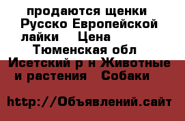 продаются щенки  Русско Европейской лайки  › Цена ­ 5 000 - Тюменская обл., Исетский р-н Животные и растения » Собаки   
